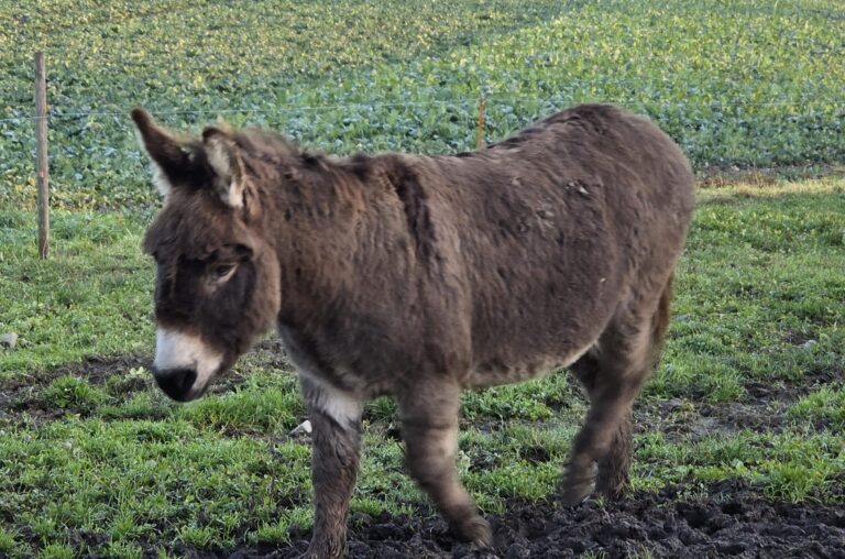 «Ein Esel geht nach Betlehem» – Adventsweg in Tägerig